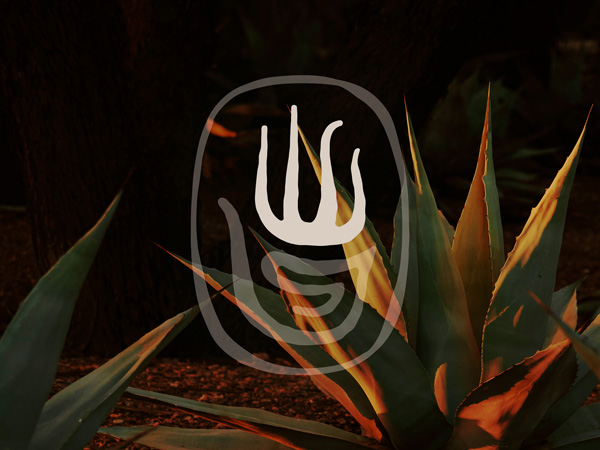 Aloe With The Tiera Rojas Spa Logo